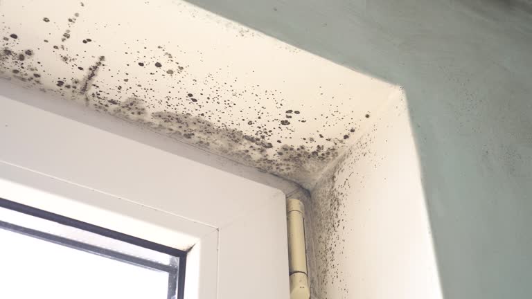 Best Mold Prevention Services  in Tahoe Vista, CA